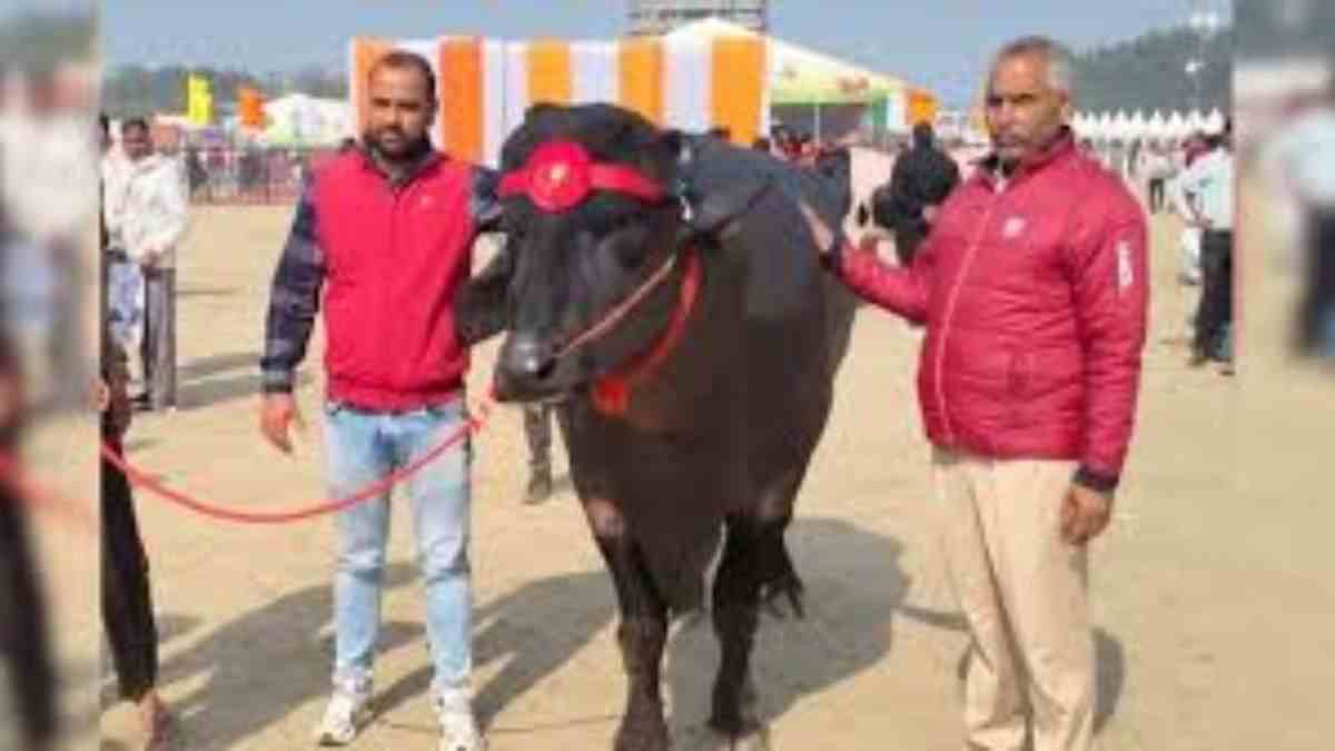 कुरुक्षेत्र पशु मेले में रोहतक के रामू झोटे ने लूटी महफिल, कद- काठी और खूबसूरती ने दिलाया प्रथम पुरस्कार Kurukshetra Cow