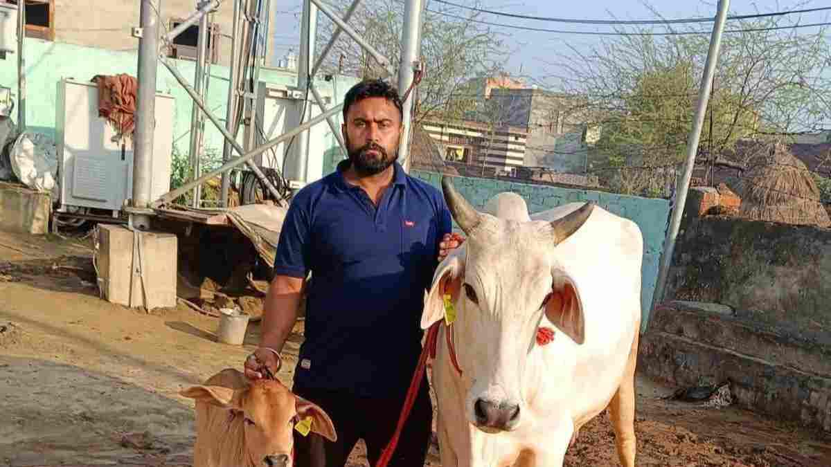 हरियाणा में देशी गाय यशोदा ने बनाया नया रिकॉर्ड, एक दिन में दिया 21 लीटर से ज्यादा दूध Yasoda Cow