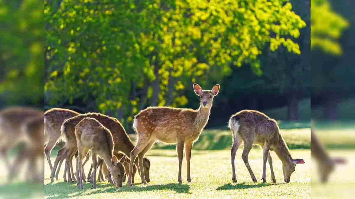 करनाल के लिए नई खुशियां लेकर आया बजट, इस क्षेत्र में 100 एकड़ जमीन पर बनेगा डियर पार्क Deer Park