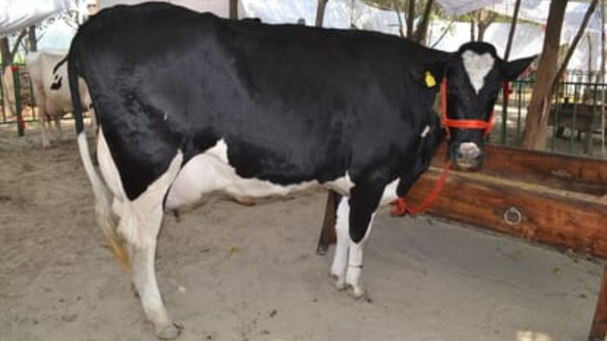 करनाल पशु मेले में चन्नौ गाय ने मचाई धूम, रिकॉर्ड 78 लीटर दूध मचाया तहलका Karnal Channo Cow