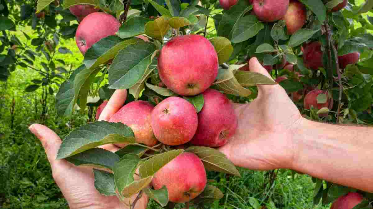 हरियाणा सरकार की योजना से किसानों की बढ़ेगी कमाई, फलदार बाग पर सब्सिडी Fruit Apple
