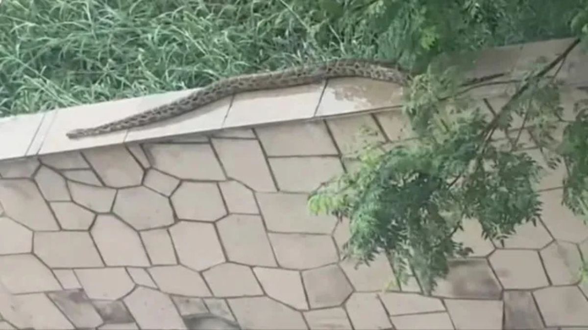 फरीदाबाद में अजगर का लाइव मूवमेंट कैमरे में कैद, वन विभाग ने लोगों से की अपील Ajgar Snack