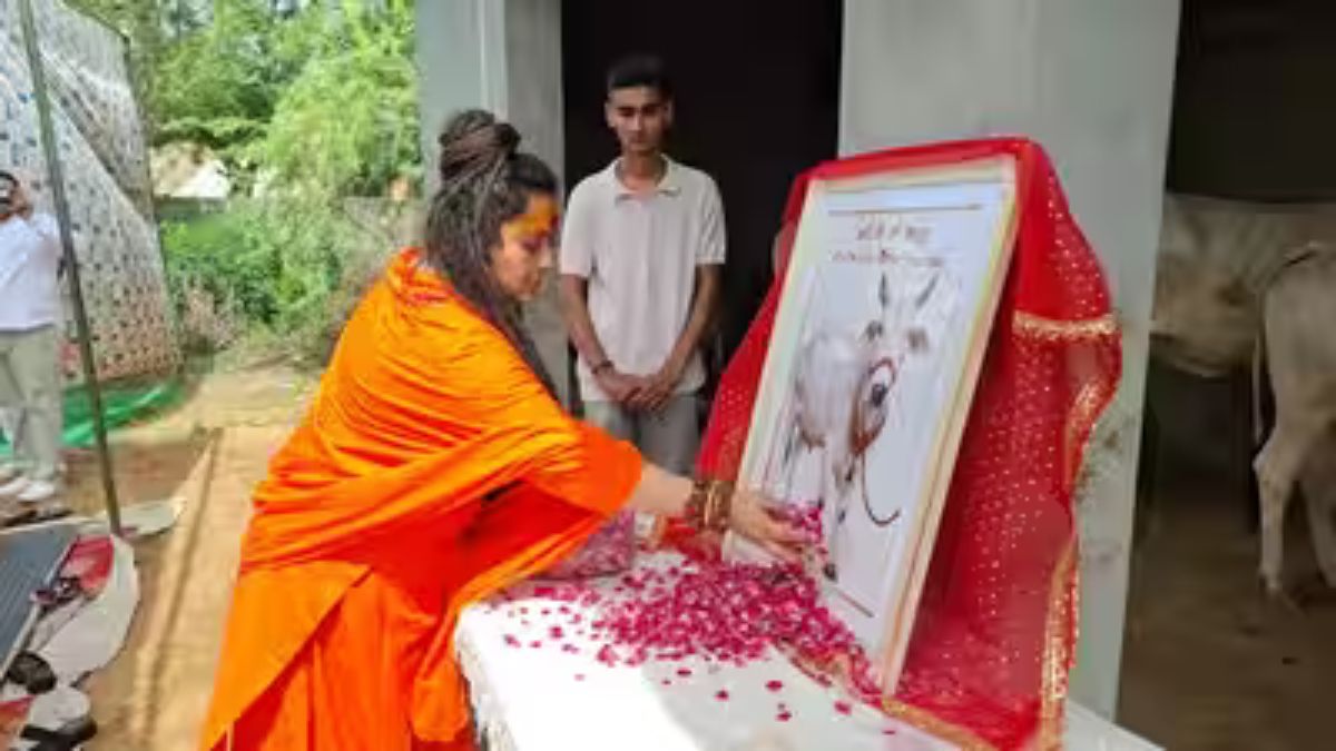 हरियाणा में अनोखी श्रद्धांजलि, गाय 'नंदिनी' की तेरहवीं पर महाभोज; 650 किलो रसगुल्लों का लगाया गया भोग Cow Nandini Sonipat