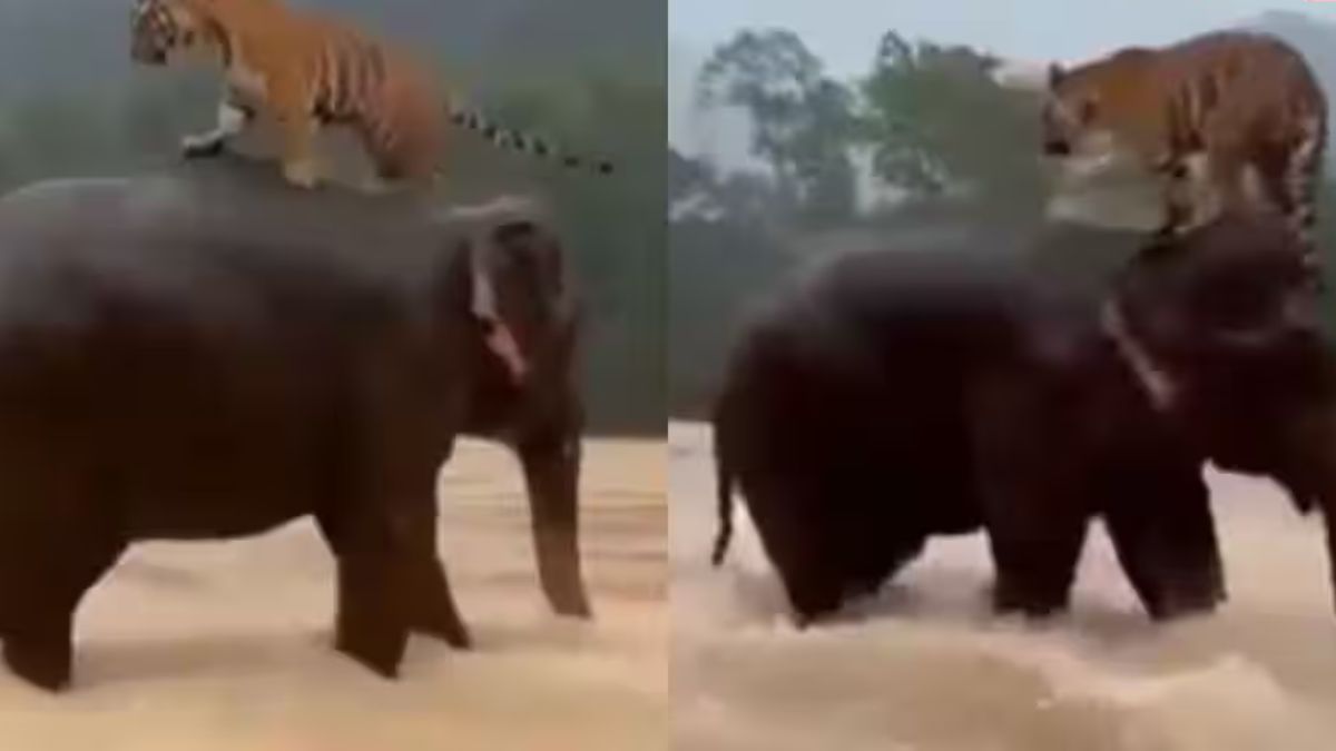 बाघ को पीठ पर बैठाकर ले गया हाथी, Video वायरल; लोगों ने किए मजेदार कमेंट्स Elephant Rescues Tiger Viral Video