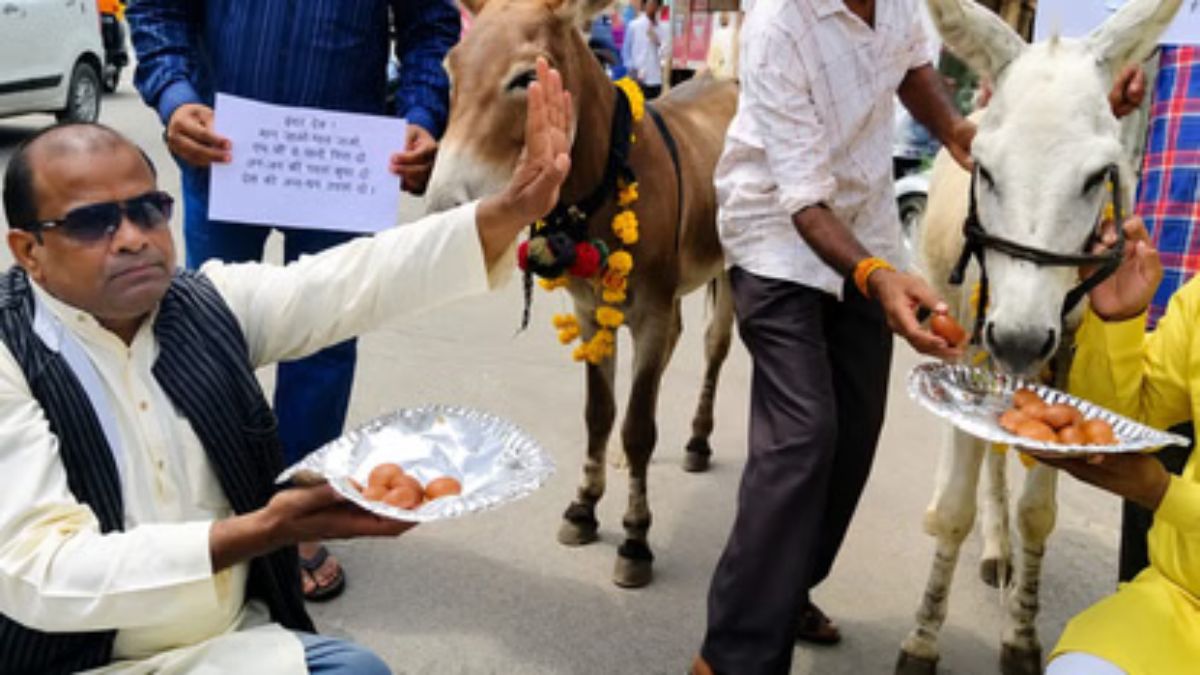 मॉनसून की बेरुखी पर अनोखा टोटका! गधों को थाल भर-भरकर खिलाए गए गुलाब जामुन Galab Jamun Viral