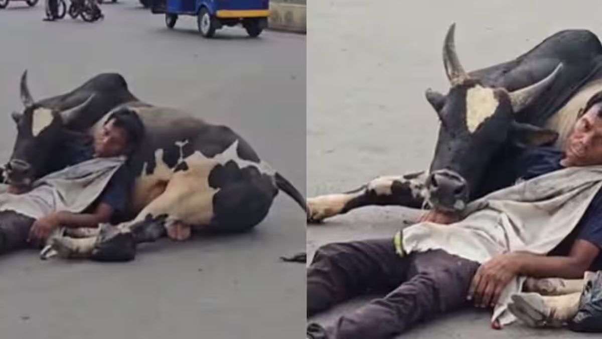 सड़क पर दिखा अनोखा नजारा, सांड की गोद में सोता युवक हुआ वायरल; देखें Video Viral Video 1