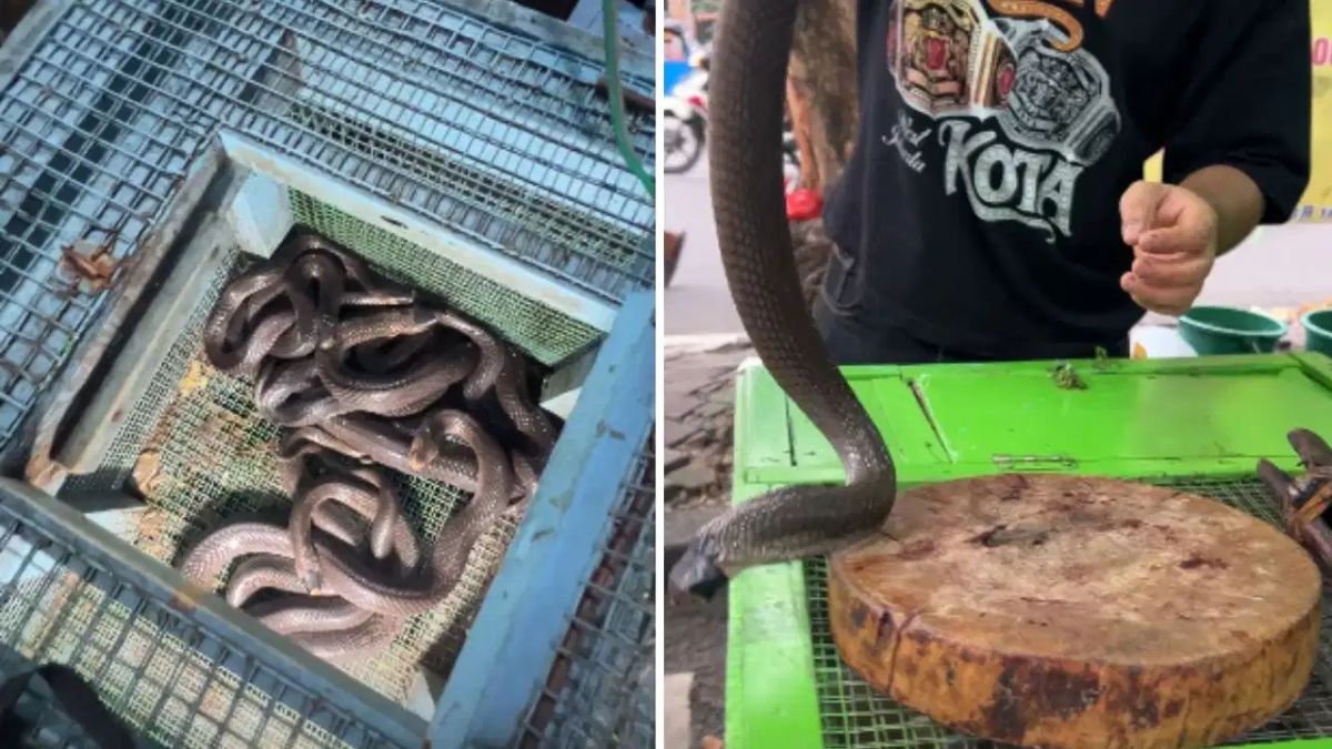 Cobra Meat