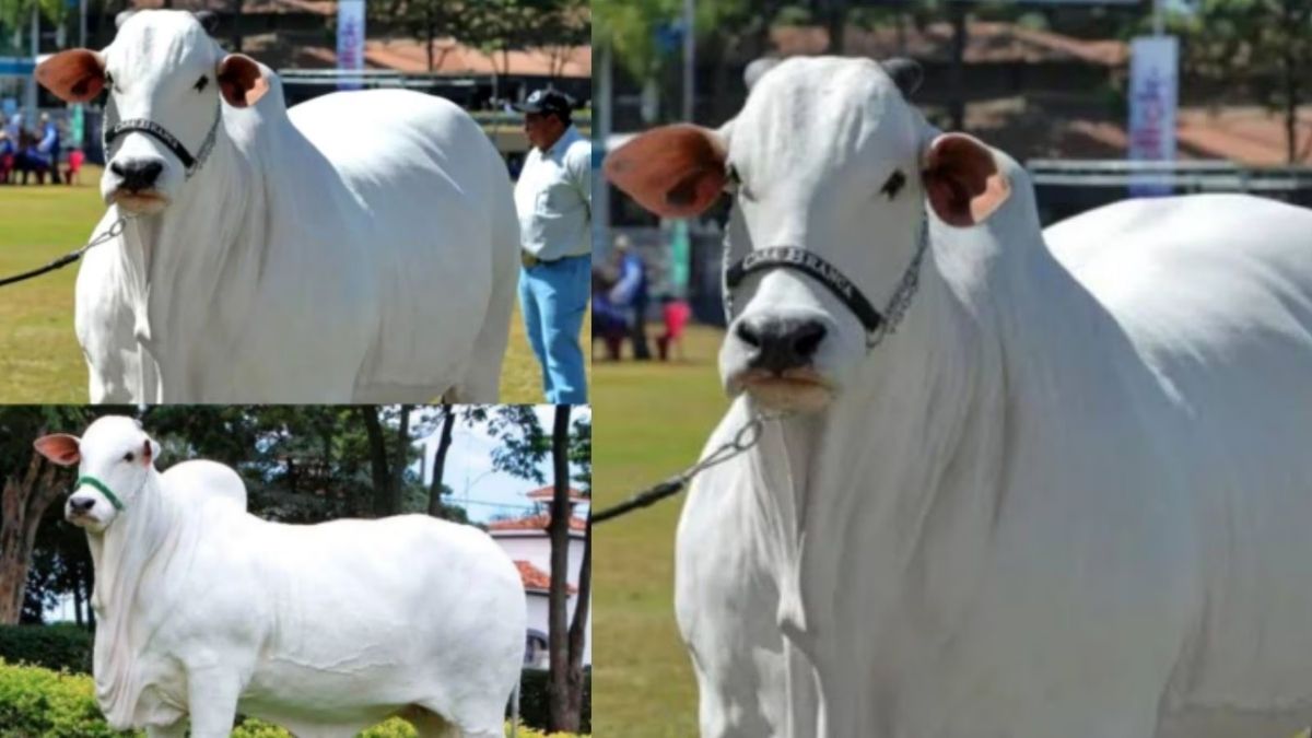 दुनिया की सबसे महंगी गाय की कीमत, भारत से खास कनेक्शन; जानकर उड़ जाएंगे होश Viatina 19 FIV Mara Imoveis Cow Gaye