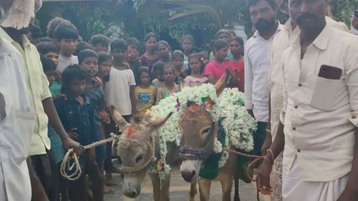 बारिश नहीं हुई तो ग्रामीणों ने कराई गधों की शादी, दूल्हा- दुल्हन बनाकर निकाला जुलूस Viral Gadha Shadi