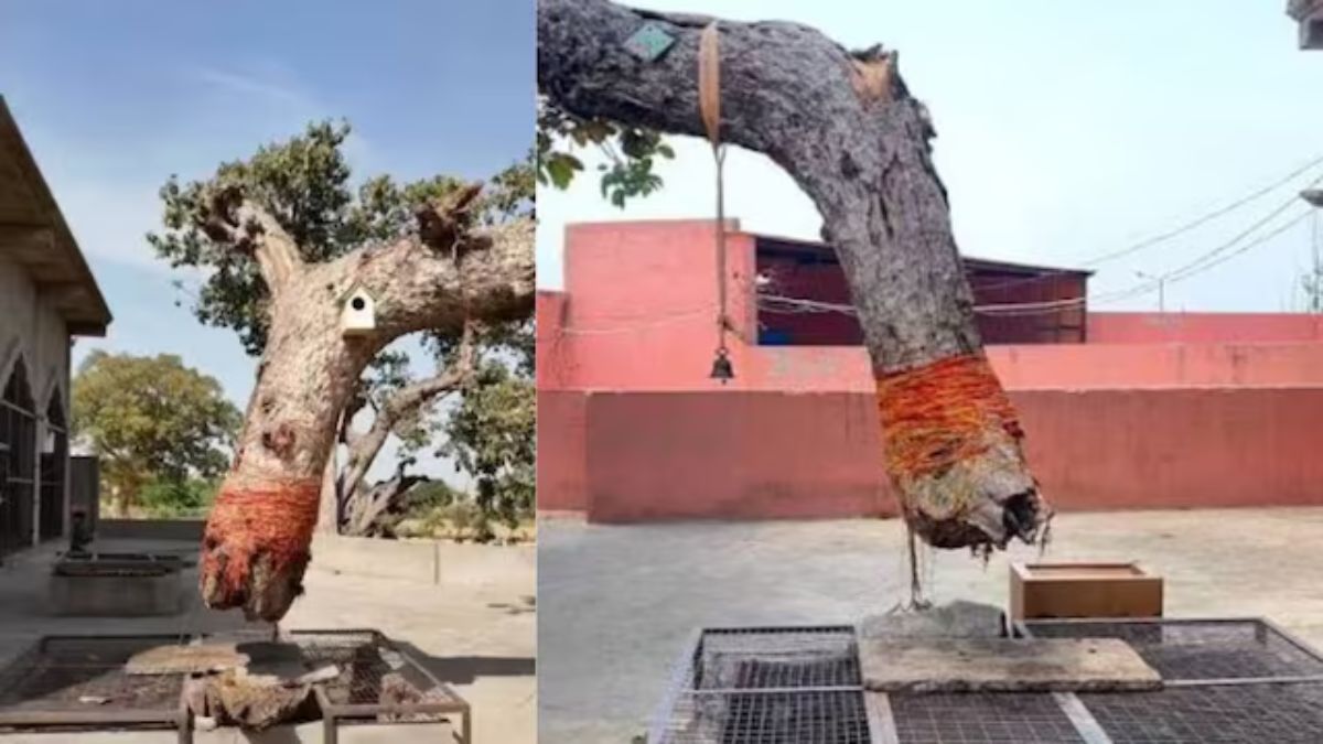 हरियाणा के इस मंदिर में जमीन से ऊपर दिखता है बरगद का तना, वजह जानकर आप भी रह जाएंगे हैरान Bargad Ped Hansi