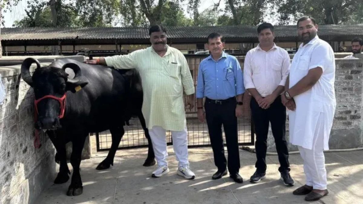 हरियाणा की इस भैंस ने नीलामी में लूट ली महफिल, 2.80 लाख में बिकी; जानें आखिर क्या रहा खास Bhais Buffalo