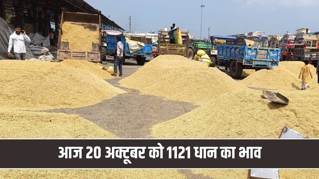 1121 धान के भाव में तेजी, सोनीपत मंडी में टूटे सारे रिकॉर्ड; दशहरे पर खिले उठे किसानों के चेहरे 20 October Dhan Bhav