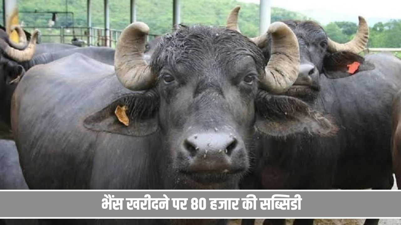 हरियाणा में गरीब परिवारों की होगी बल्ले- बल्ले, भैंस खरीदने पर मिलेगी 1.30 लाख रुपये तक की मदद Buffalo Purchasing