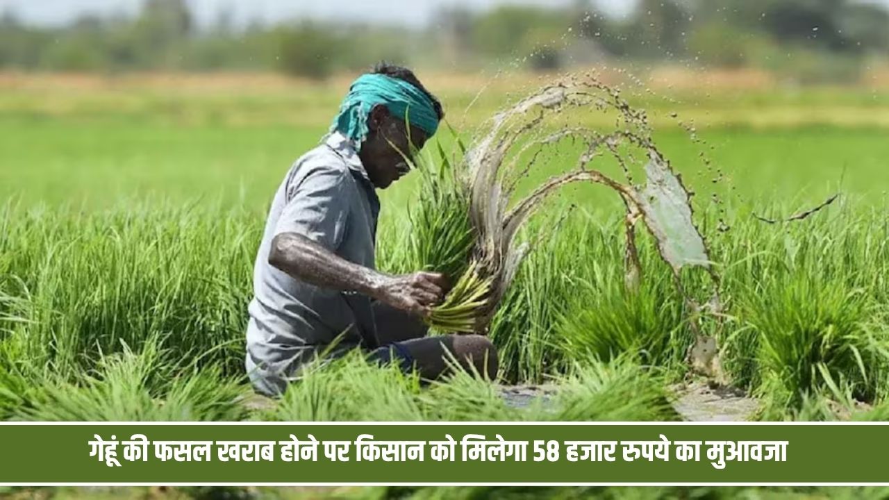 गेहूं की फसल बर्बाद होने पर नहीं मिला बीमा क्लेम, हरियाणा के किसान को मिलेंगे 58 से अधिक रुपये और ब्याज Crop Barbad Kisan
