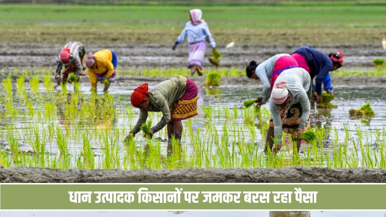धान उत्पादक किसानों पर जमकर बरस रहा पैसा, यहां देखें हांसी मंडी में 1121; 1718 व कपास का ताजा भाव Dhan Mandi