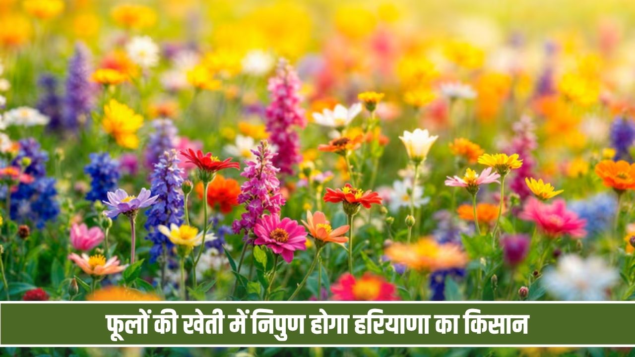 फूलों की खेती में निपुण होगा हरियाणा का किसान, झज्जर में आयोजित होगा 5 दिवसीय प्रशिक्षण कार्यक्रम Flower Farming