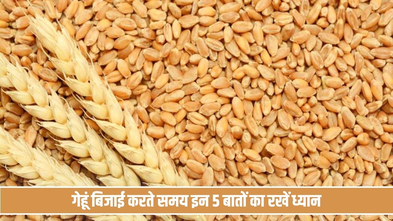 गेहूं के बीज का सही चुनाव तय करेगा पैदावार का गणित, बिजाई करते समय इन 5 बातों का रखें ध्यान Gehu Bijai