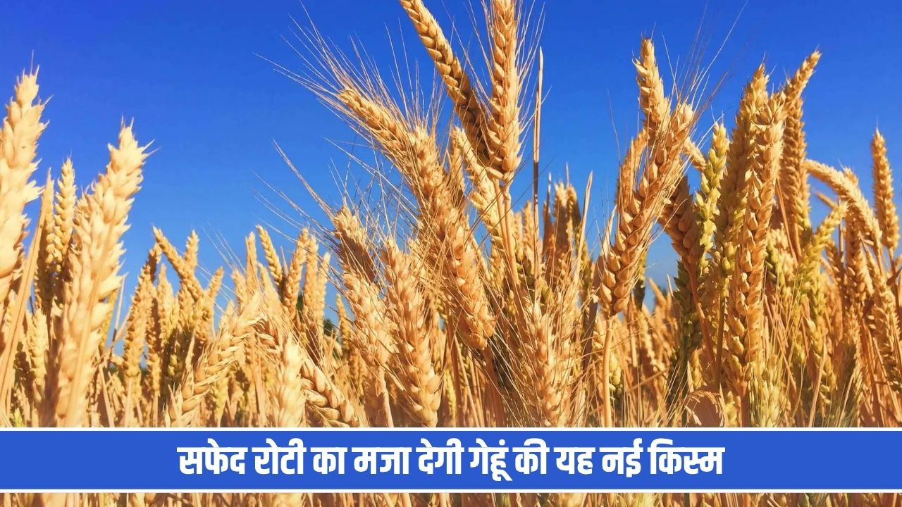 प्रोटीन- फाइबर से भरपूर पौष्टिक रोटी का मजा देगी गेहूं की यह नई किस्म, बंपर पैदावार से भी करेगी मालामाल Gehu New Variety