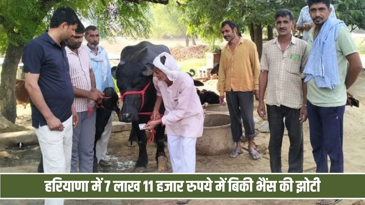 हरियाणा में 7 लाख 11 हजार रुपये में बिकी भैंस की झोटी, दूध देने की क्षमता जानकर रह जाएंगे हैरान Jhoti Bhais
