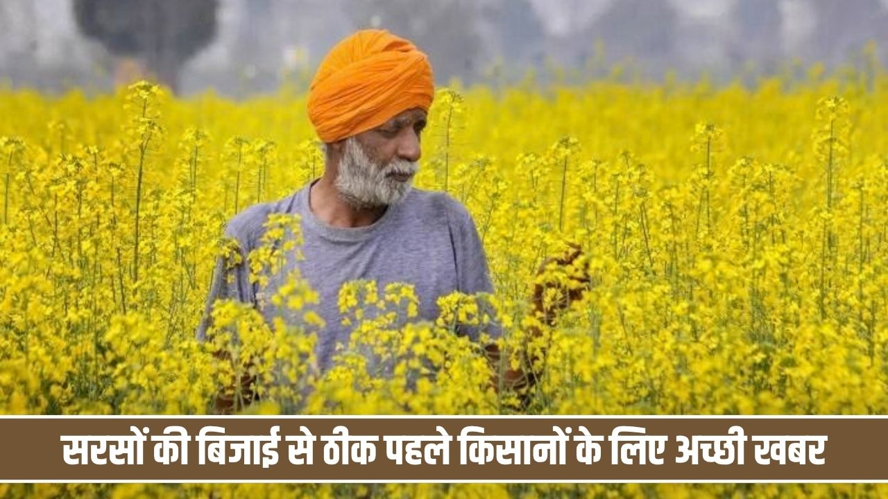 खुशखबरी: किसानों के लिए तैयार हुई सरसों की 3 नई किस्में, कम समय में मिलेगी बंपर पैदावार Kisan Sarso
