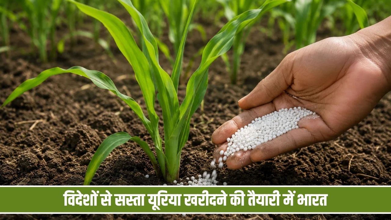 किसानों के लिए अच्छी खबर, विदेशों से सस्ता यूरिया खरीदने की तैयारी में भारत Kisan Urea Cheap Rate