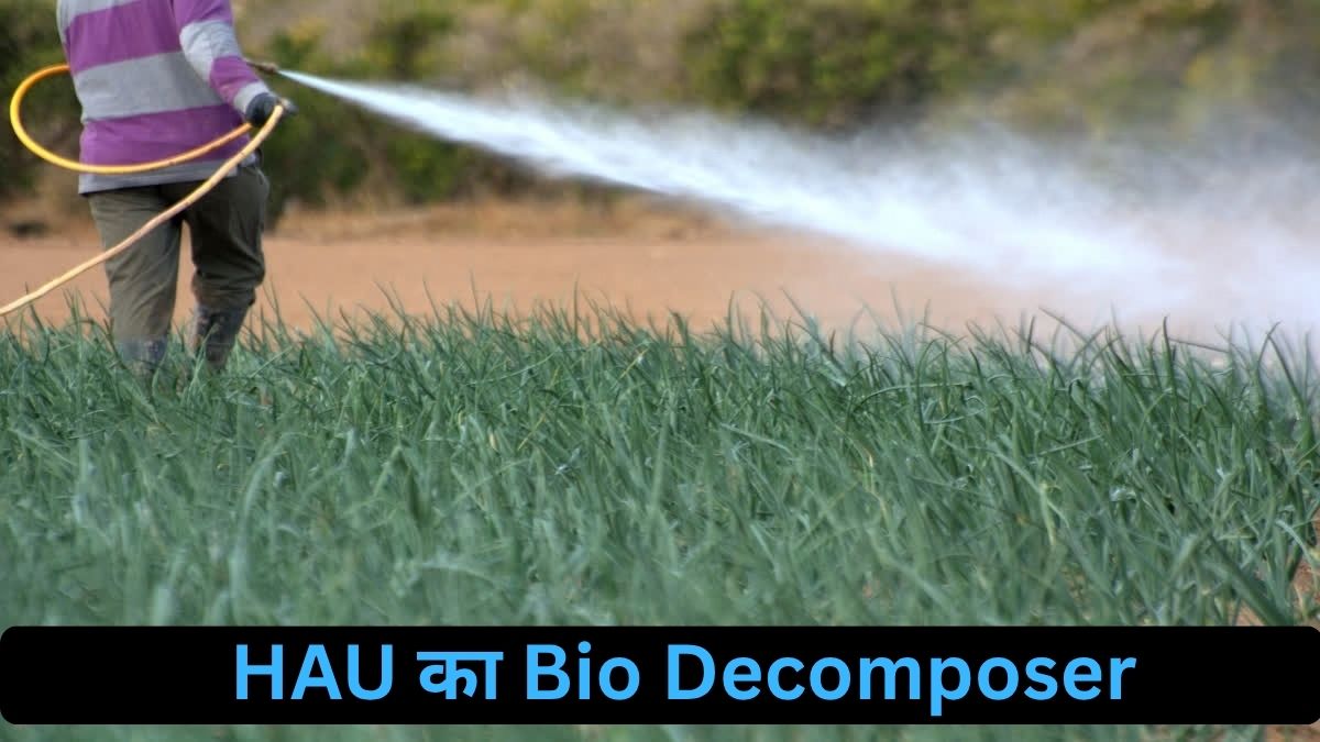 धान कटाई के बाद पराली बनेगी खेत के काम की चीज, HAU का Bio Decomposer करेगा मदद MPNews