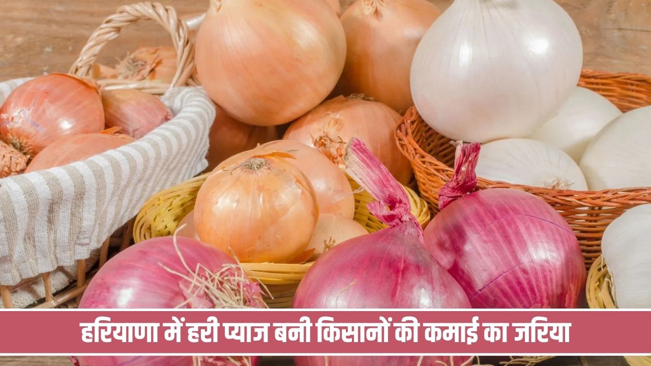हरियाणा में प्याज बनी किसानों की कमाई का जरिया, जानें कितने मिल रहे दाम Onion Sell In Nuh