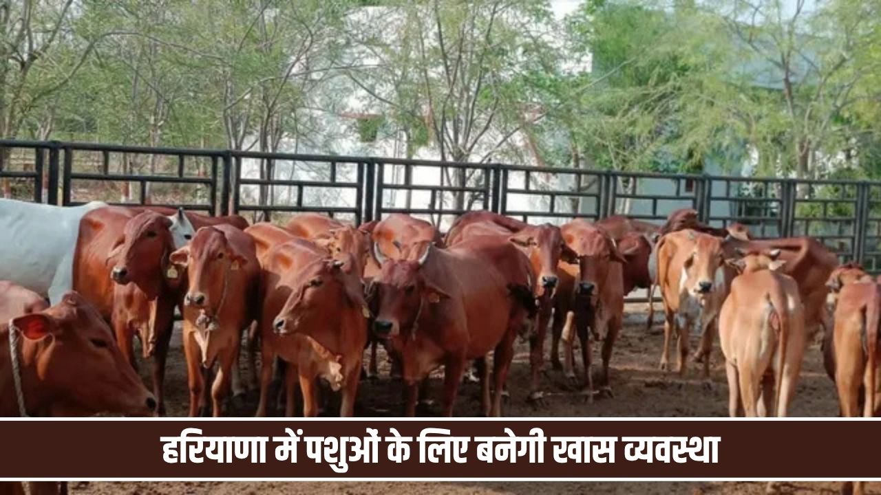 हरियाणा में पशुओं के लिए बनेगी खास व्यवस्था, देसी गाय की डेयरी पर भी सब्सिडी की तैयारी Pashu Palan