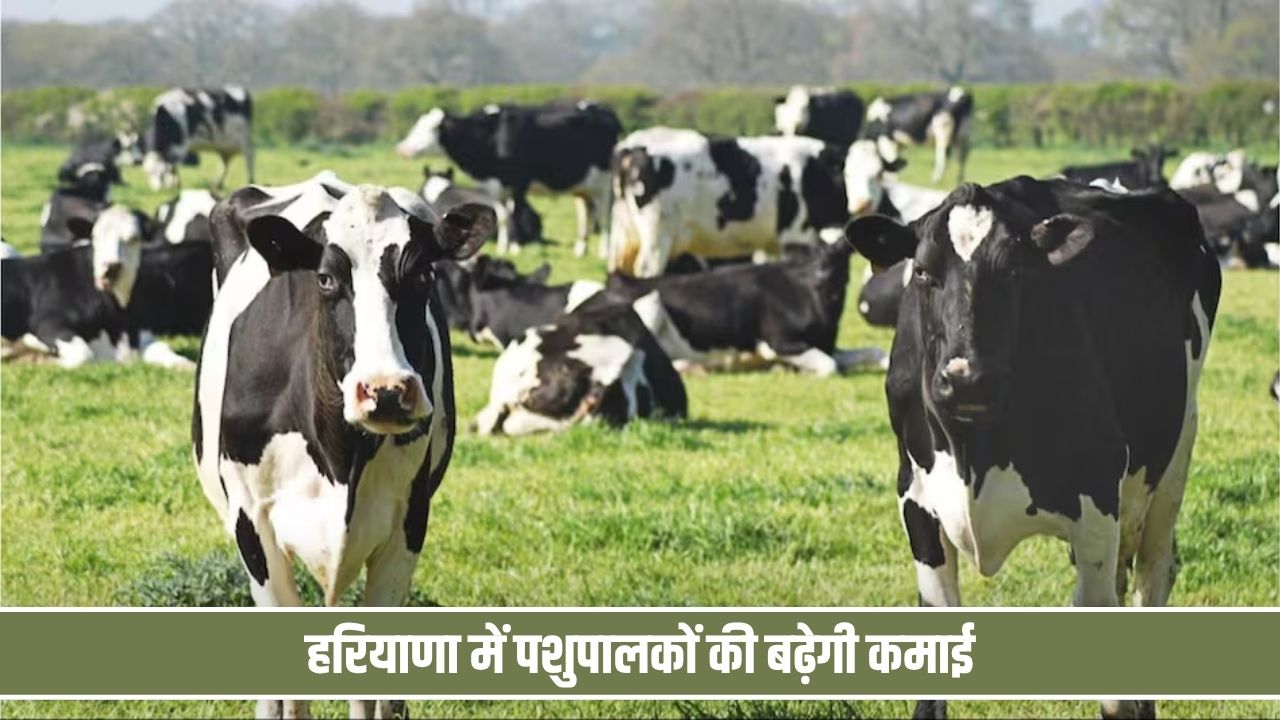 हरियाणा में पशुपालकों की बढ़ेगी कमाई, दूध पर मिलेंगे 10 रुपये प्रति लीटर अतिरिक्त Pashupalak Income