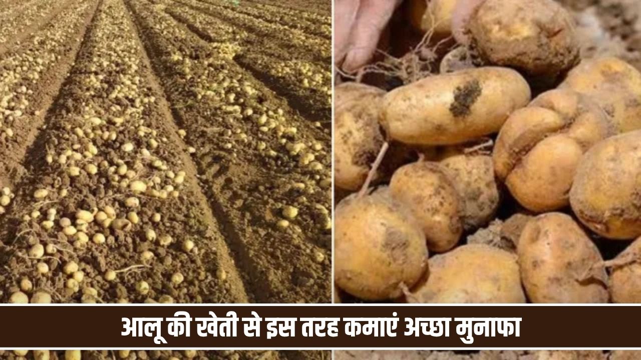 धान की कटाई के बाद करें आलू की खेती, किसानों को मिलेगा अच्छा मुनाफा! जानें कौन-सी किस्में देंगी बेहतर उत्पादन Potato Farming