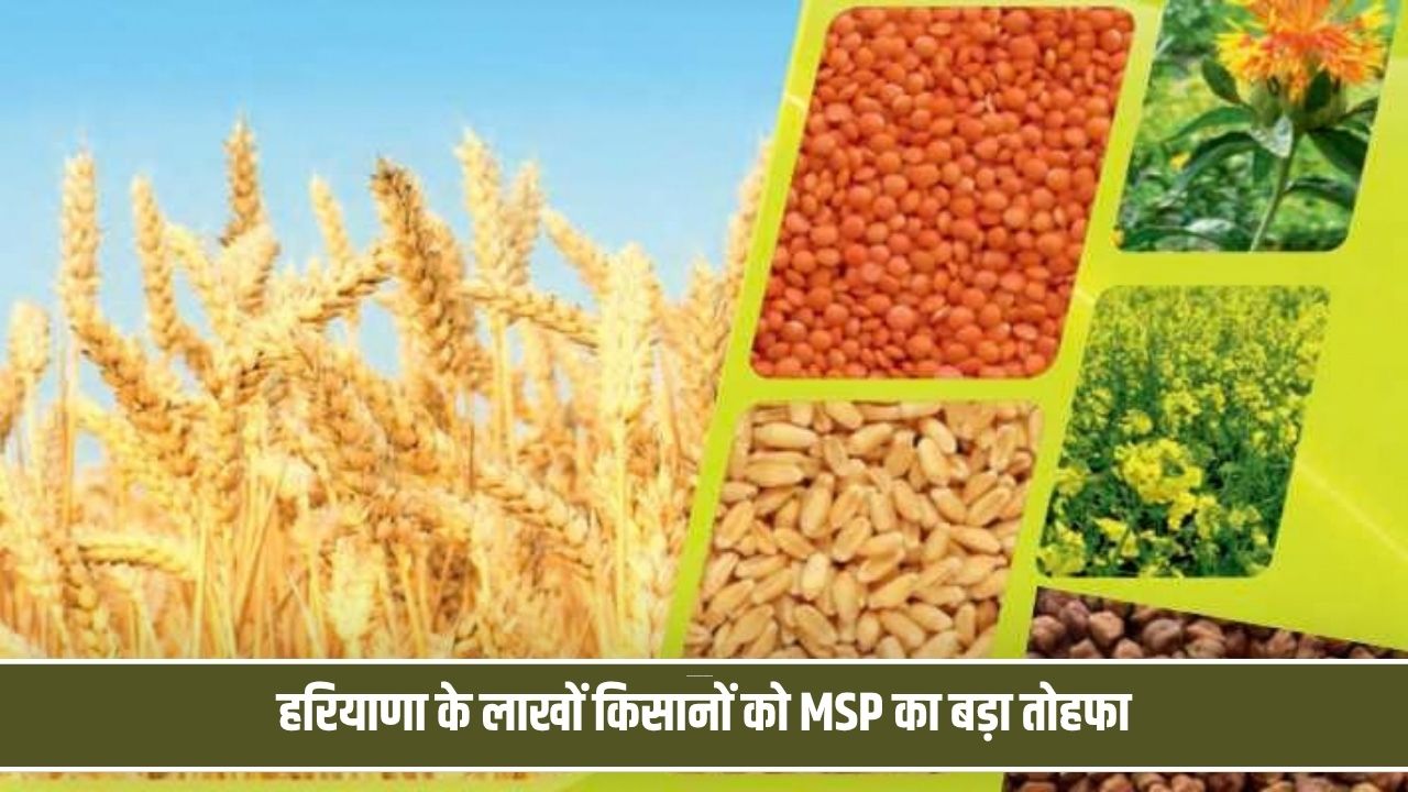 हरियाणा के लाखों किसानों को MSP का बड़ा तोहफा, सरसों से गेहूं तक बढ़े भाव; जानें किस फसल पर कितना फायदा Rabi Fasal MSP