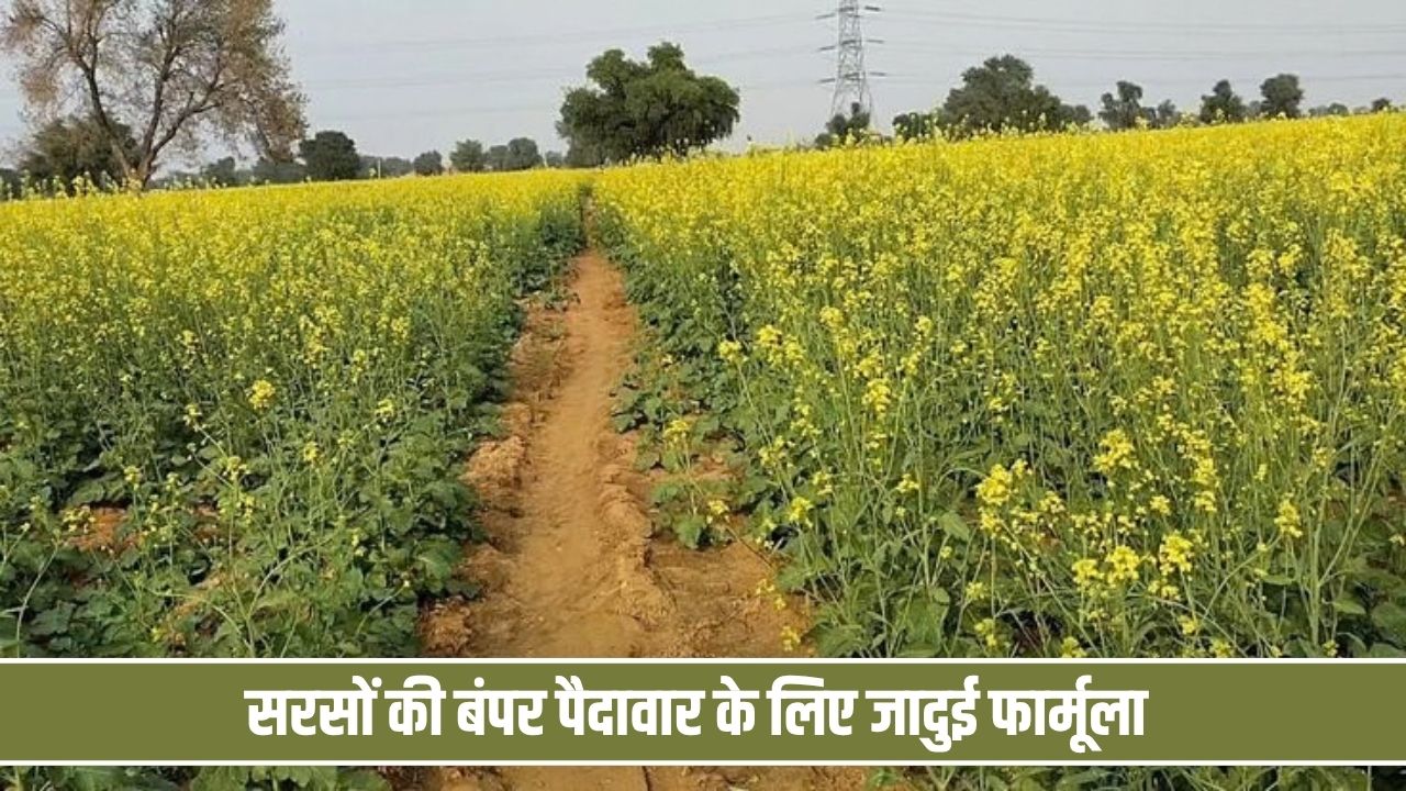 सरसों की बंपर पैदावार के लिए कृषि विशेषज्ञों ने सुझाया जादुई फार्मूला, जानें बिजाई का सटीक तरीका व बीज की मात्रा Sarso Kheti