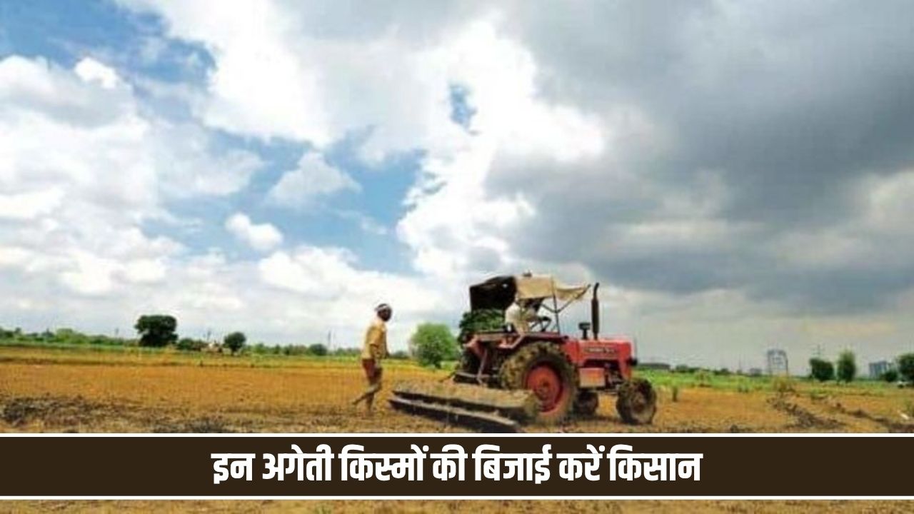 धान कटाई के बाद गेहूं की इन अगेती किस्मों की बिजाई करें किसान, बंपर पैदावार से हो जाएंगे मालामाल Wheat Farming Tips