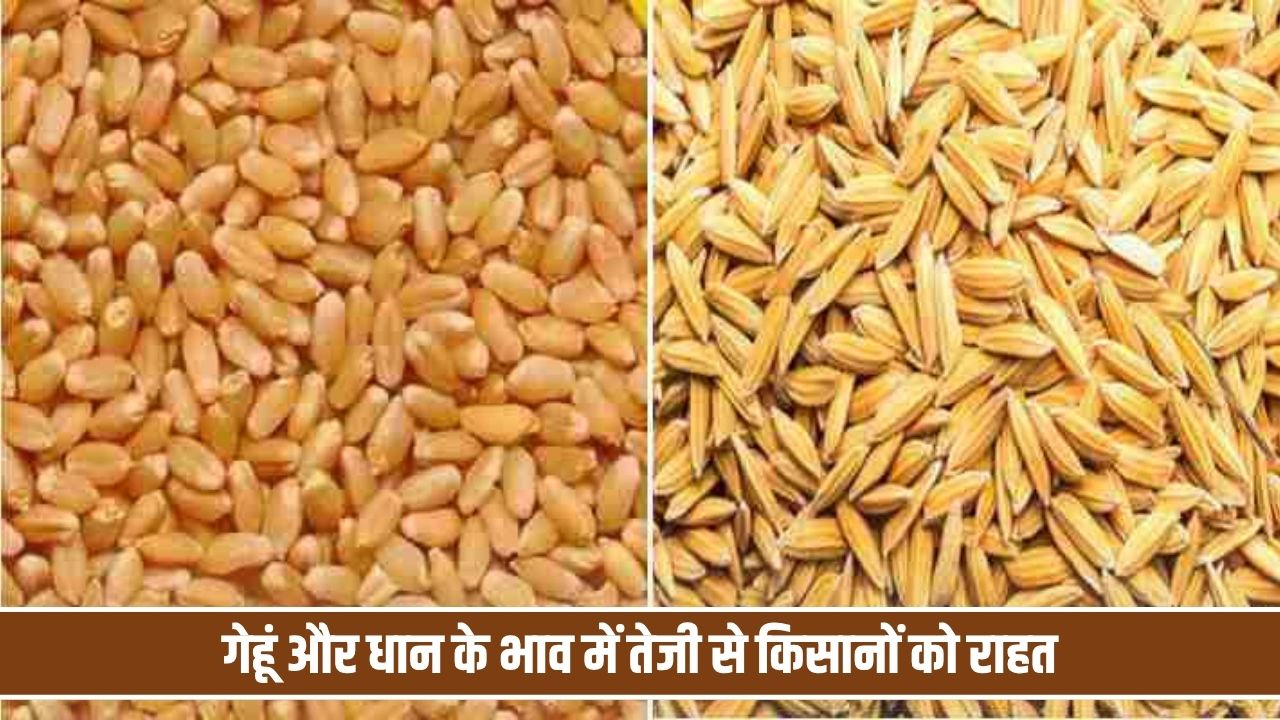 गेहूं और धान के भाव में तेजी से किसानों को राहत, जानें दिल्ली और कैथल का मंडी रेट Wheat Price Hike